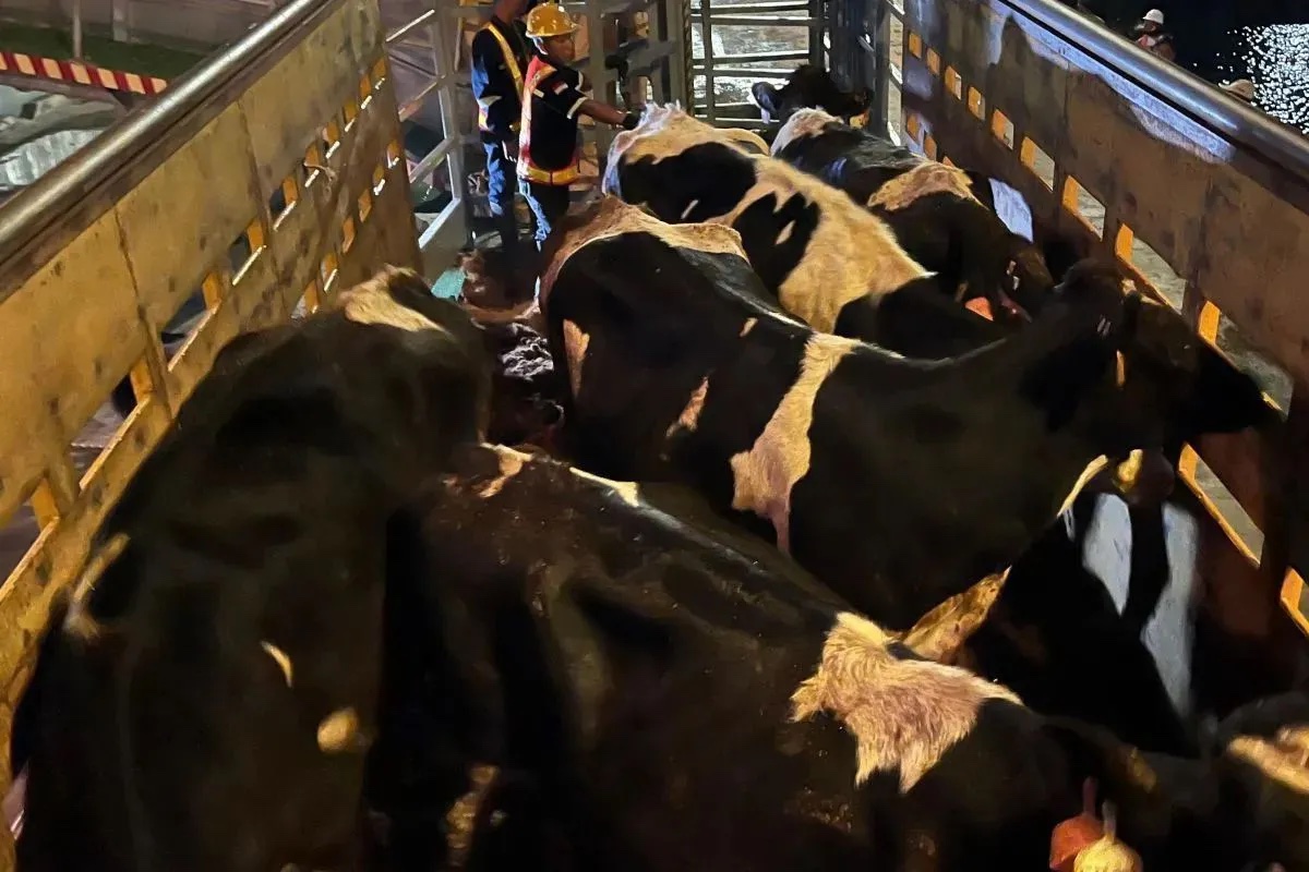 cattle-import-is-investment-based-not-funded-by-state-budget-agriculture-ministry