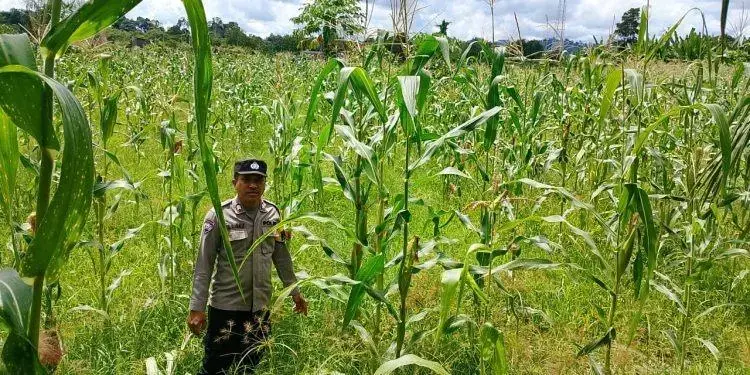 malinau-sub-regional-police-plant-corn-to-support-local-food-sustainability