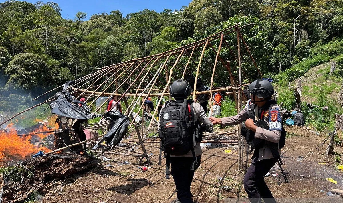 inp-uncover-25-hectare-cannabis-plantation-in-aceh