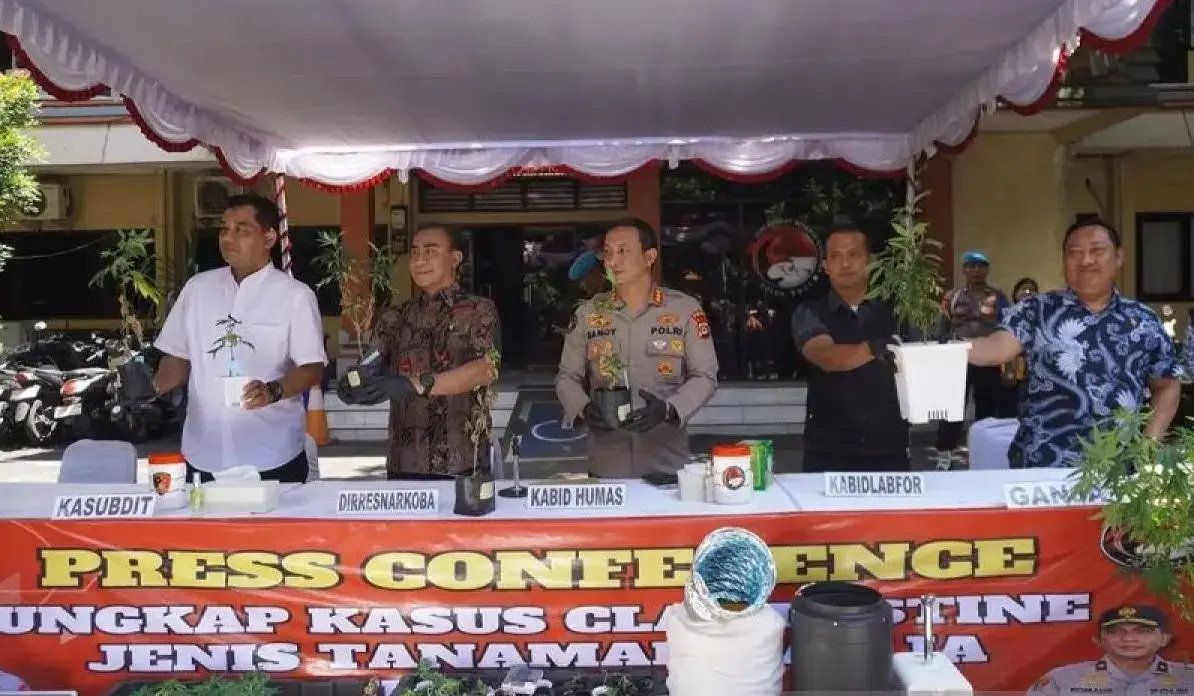 bali-police-hunt-foreign-mastermind-behind-hydroponic-cannabis-farm