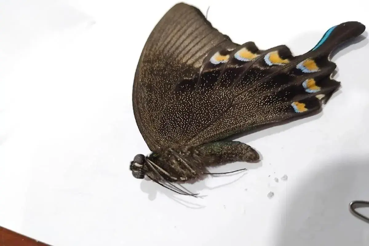 north-sumatra-quarantine-foil-illegal-export-of-6527-preserved-butterflies-to-vietnam