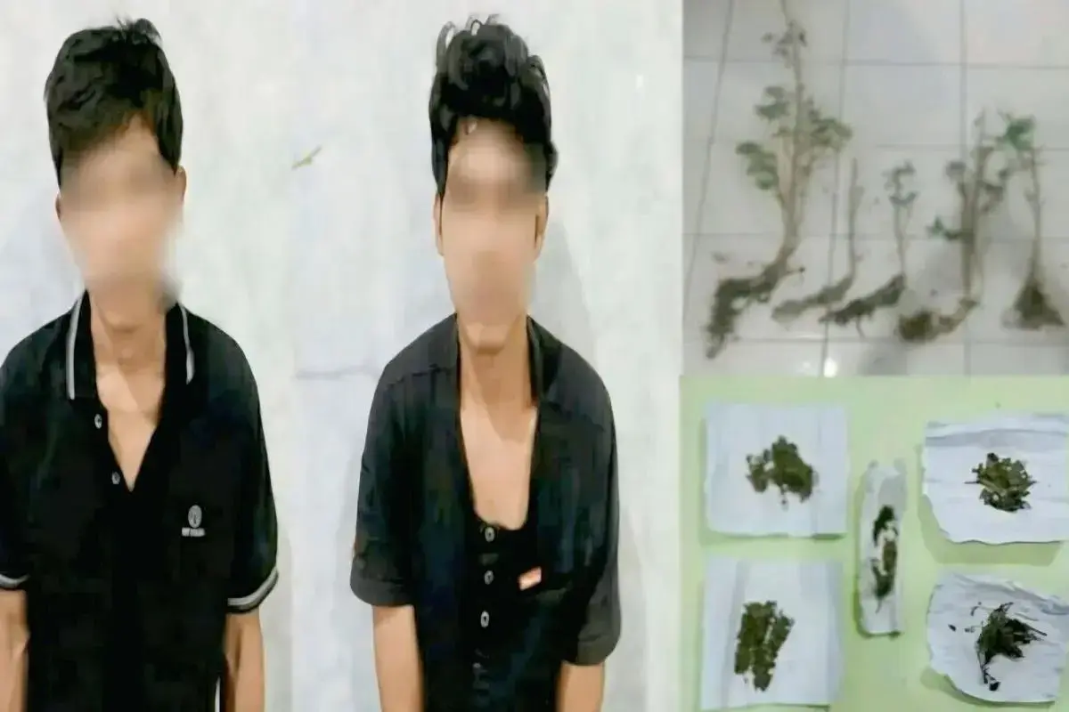 south-ogan-komering-ulu-police-seize-cannabis-plants-from-village-farm-two-arrested