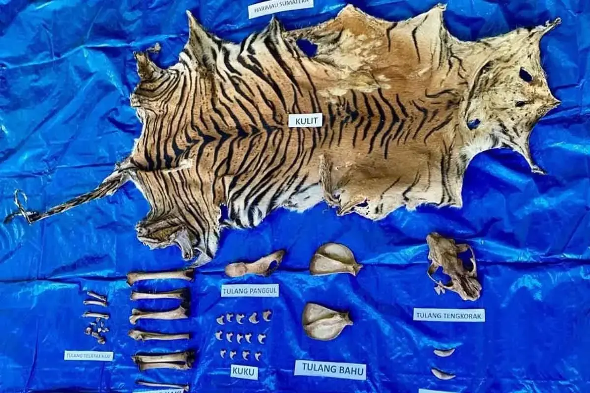 aceh-police-arrests-suspect-in-sumatran-tiger-skin-trade