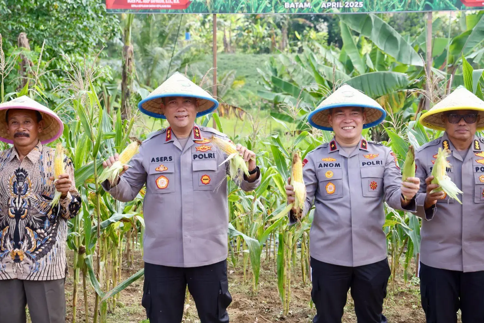 riau-island-regional-police-intensify-food-security-program-through-corn-harvest