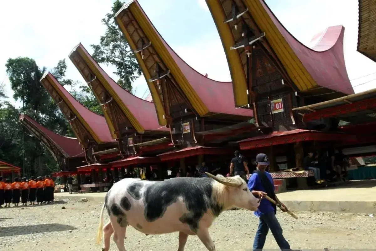 torajas-spotted-buffalo-registered-as-communal-intellectual-property