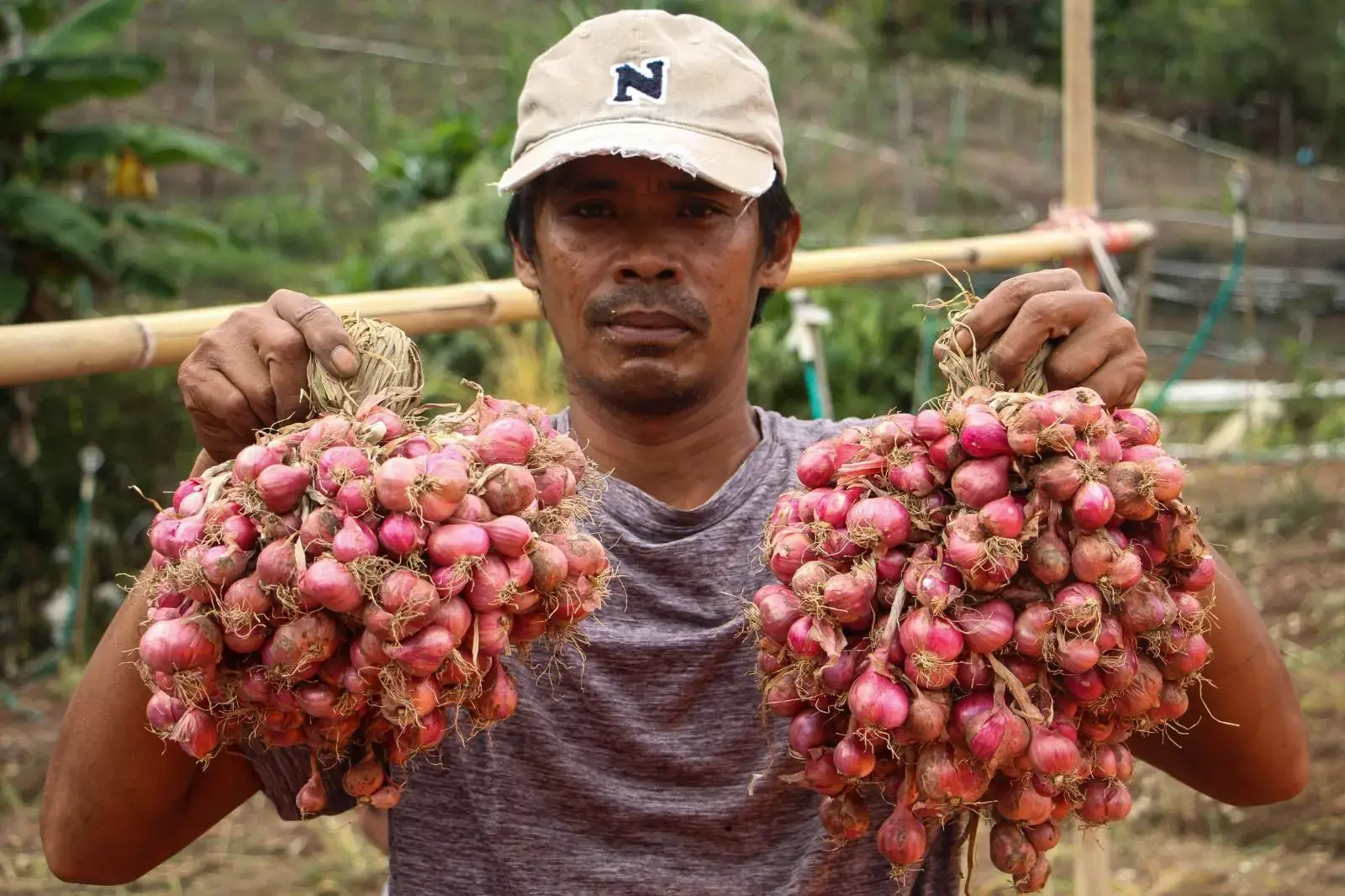 efforts-to-return-shallots-price-to-normal-govt-mobilize-the-supply-from-regions-to-regions