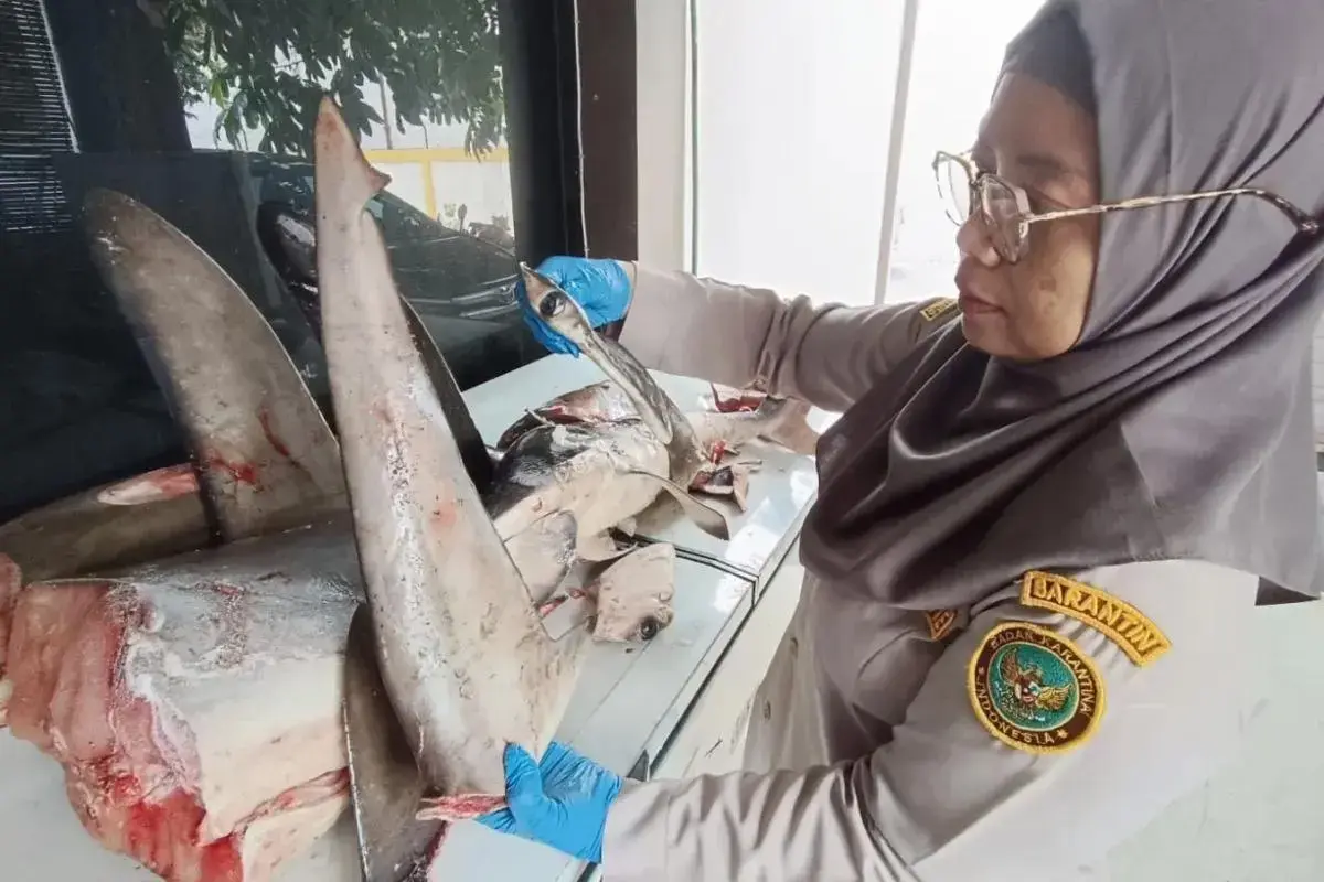 quarantine-officers-in-banyuwangi-stop-illegal-shipment-of-120-kg-of-shark-meat