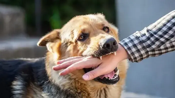 for-15-years-no-rabies-case-was-found-in-indonesia