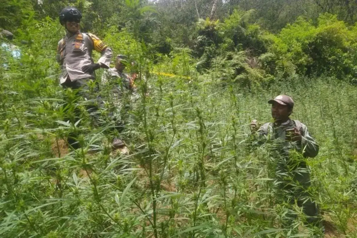 forestry-ministry-denies-drone-restrictions-linked-to-marijuana-discovery-in-bromo