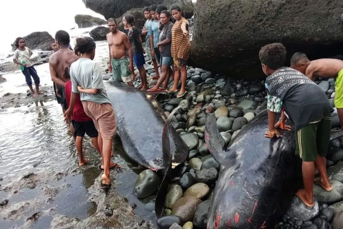 dkp-police-and-locals-bury-17-stranded-dead-pilot-whales