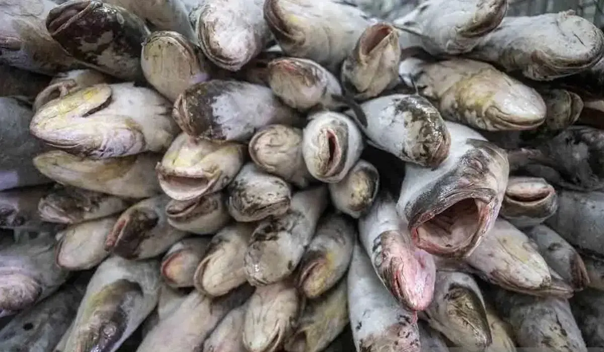 indonesian-fishery-products-pass-saudi-standards-safe-for-hajj-and-umrah-pilgrims-ministry