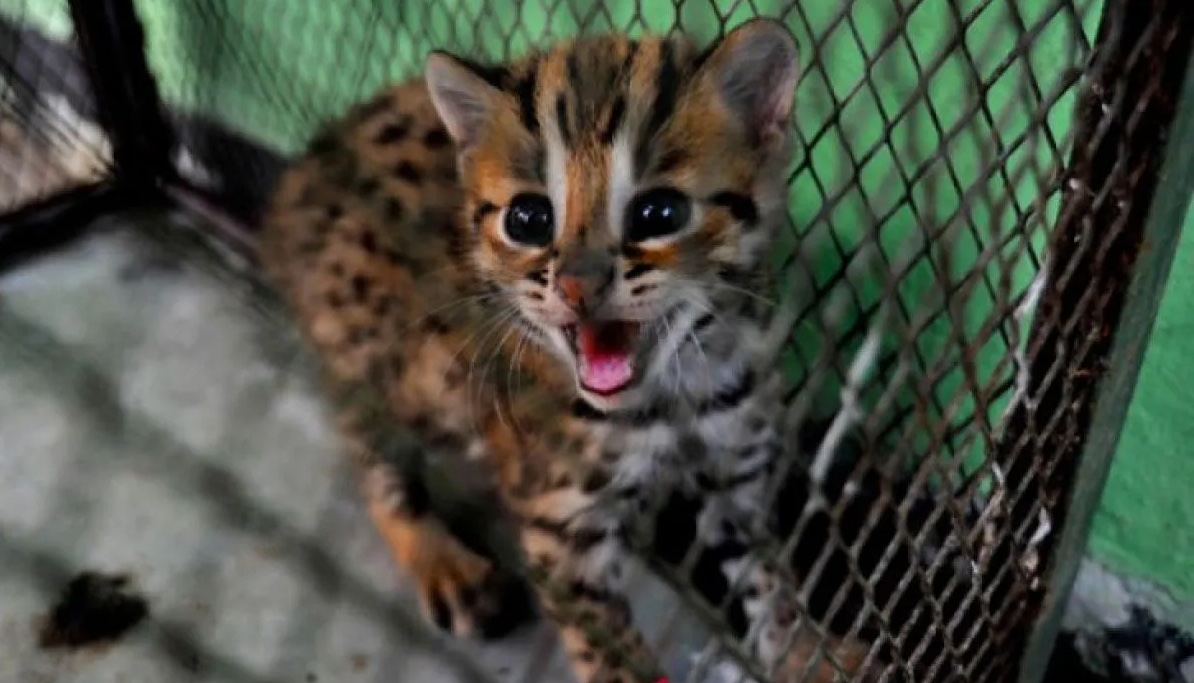 muara-karang-police-hunt-suspect-behind-illegal-sale-of-protected-leopard-cat