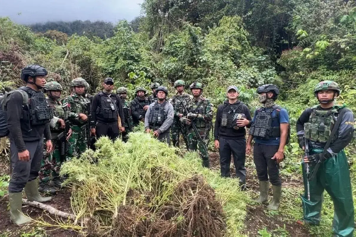 papua-joint-task-force-uncovers-four-hidden-cannabis-plantations-near-png-border
