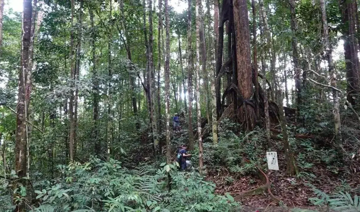 indonesia-discovers-two-new-begonia-species-in-borneo