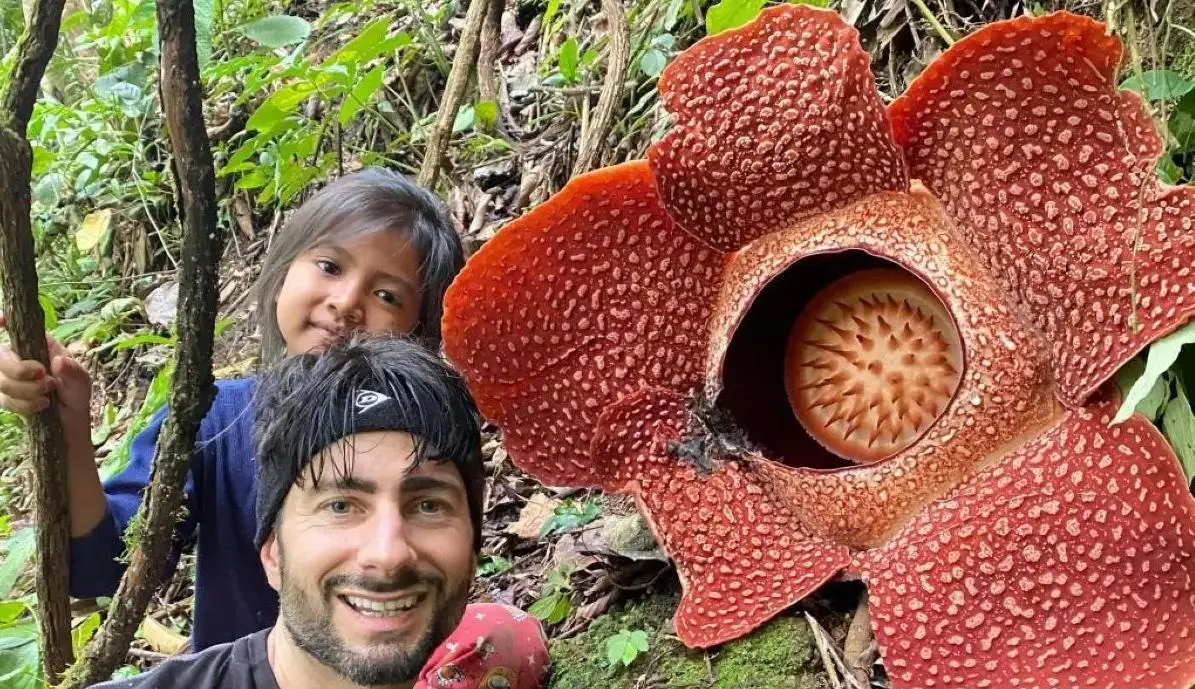 Rare Double Bloom: Two Giant Rafflesia Flowers Open Together in Bengkulu