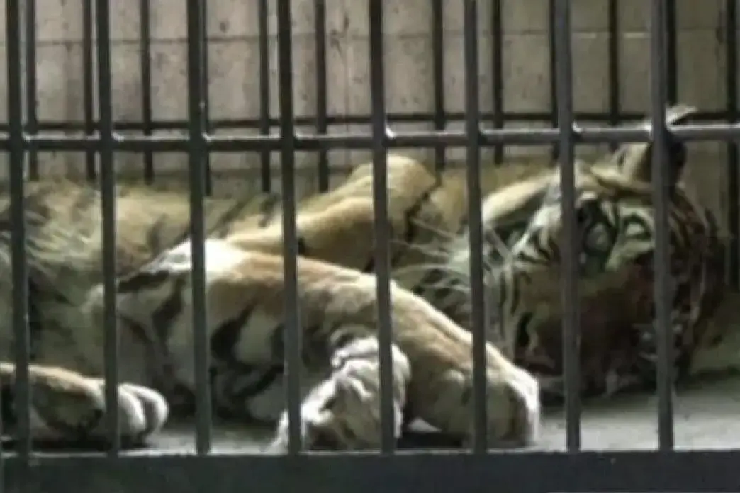 aging-sumatran-tiger-si-uni-dies-at-jambi-zoo