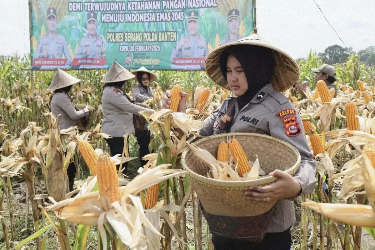 supporting-food-security-program-banten-regional-police-harvest-corn