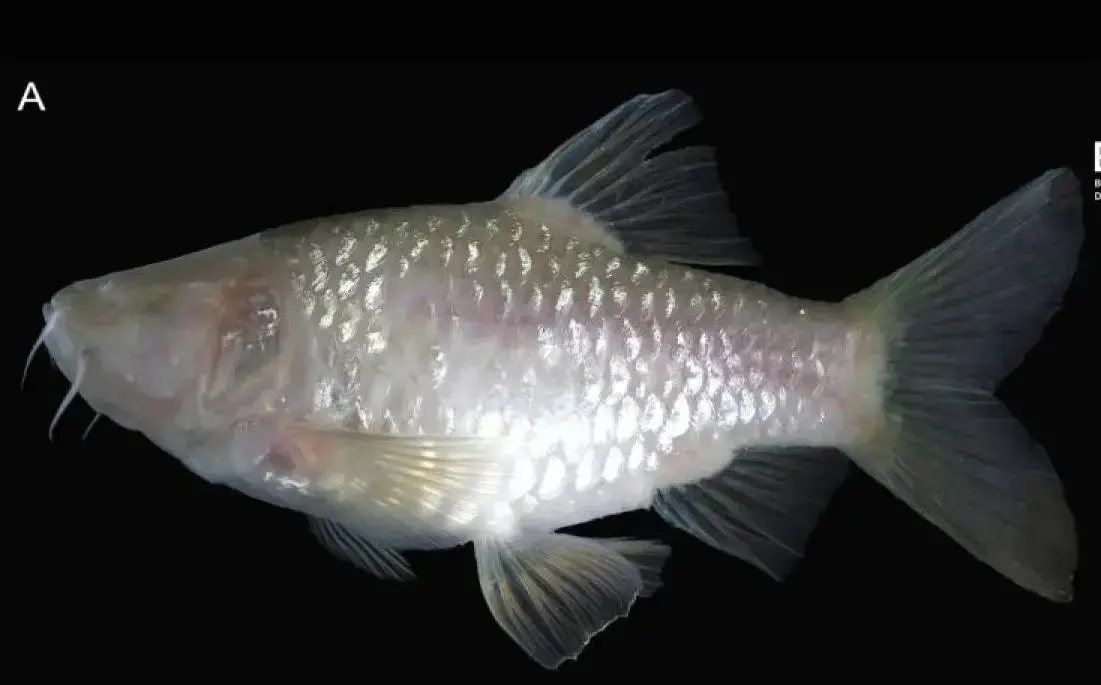 brin-discovers-new-blind-cave-fish-species-in-west-java