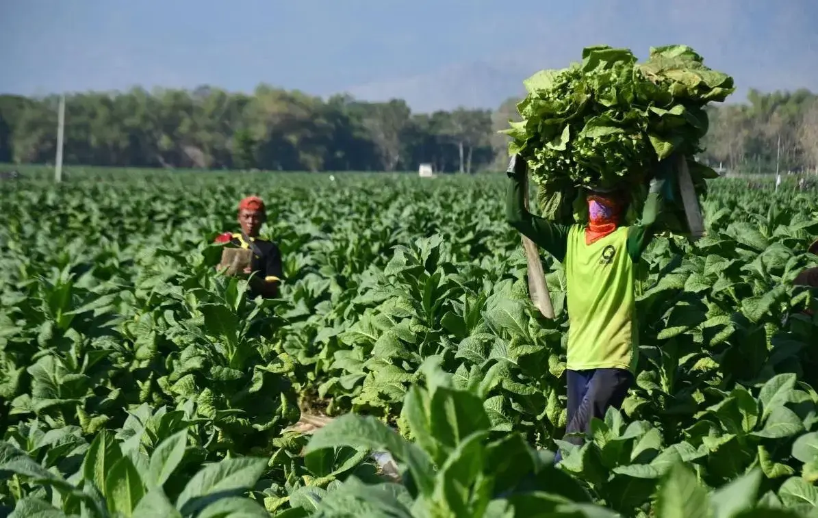 indonesias-health-ministry-urges-higher-tobacco-tax-to-curb-smoking-rates