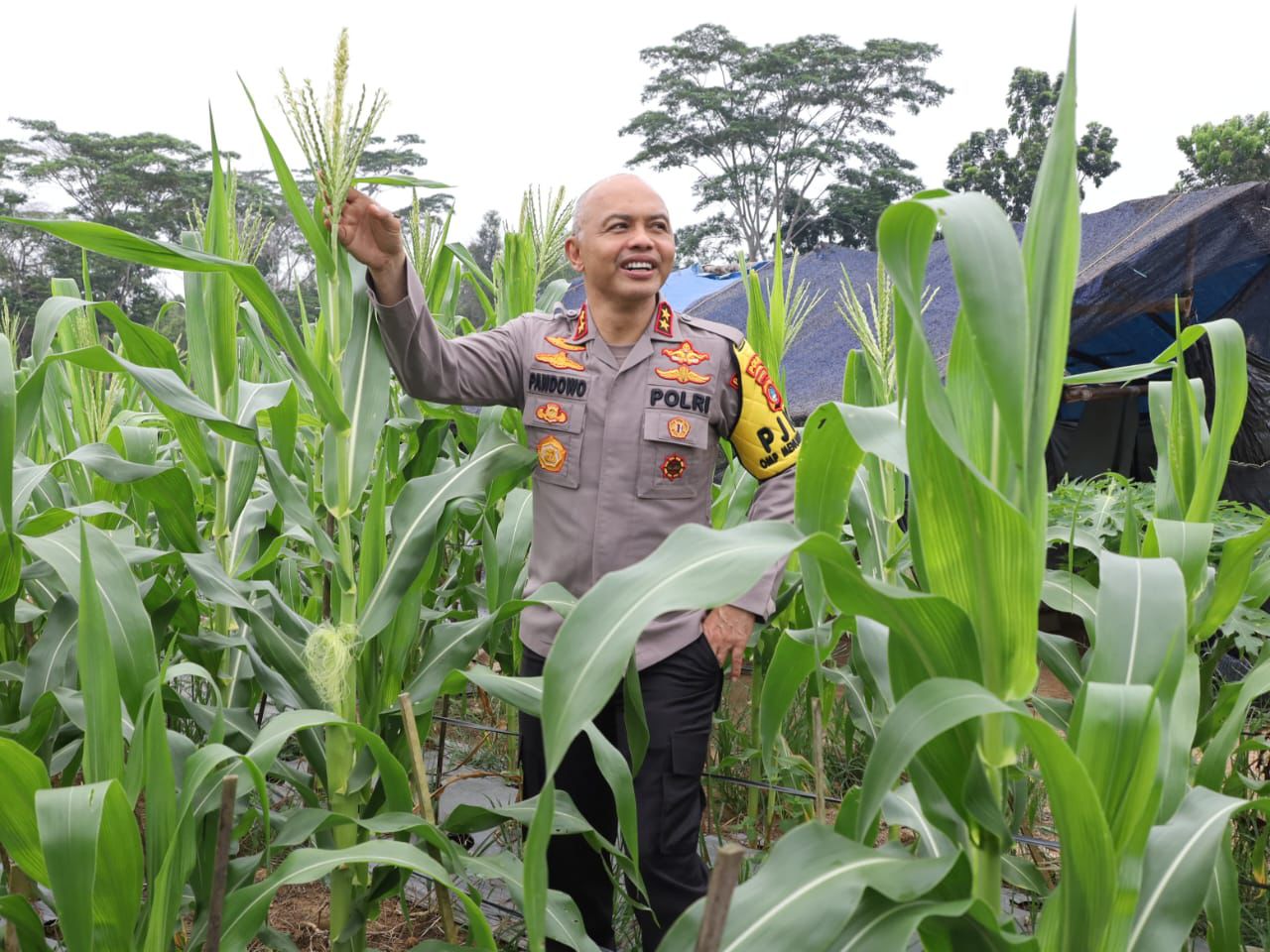 bangka-belitung-police-chief-monitors-food-resilience-gardens