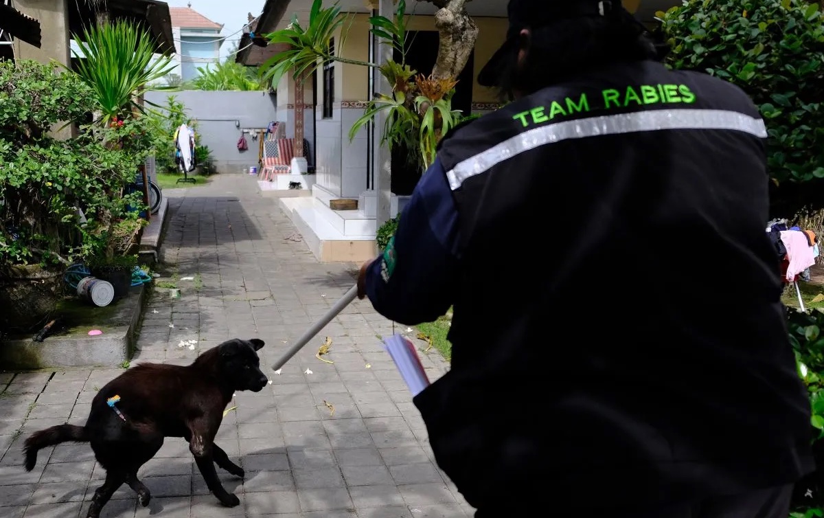 pdhi-clarifies-euthanasia-of-stray-dogs-in-balis-rabies-control-efforts