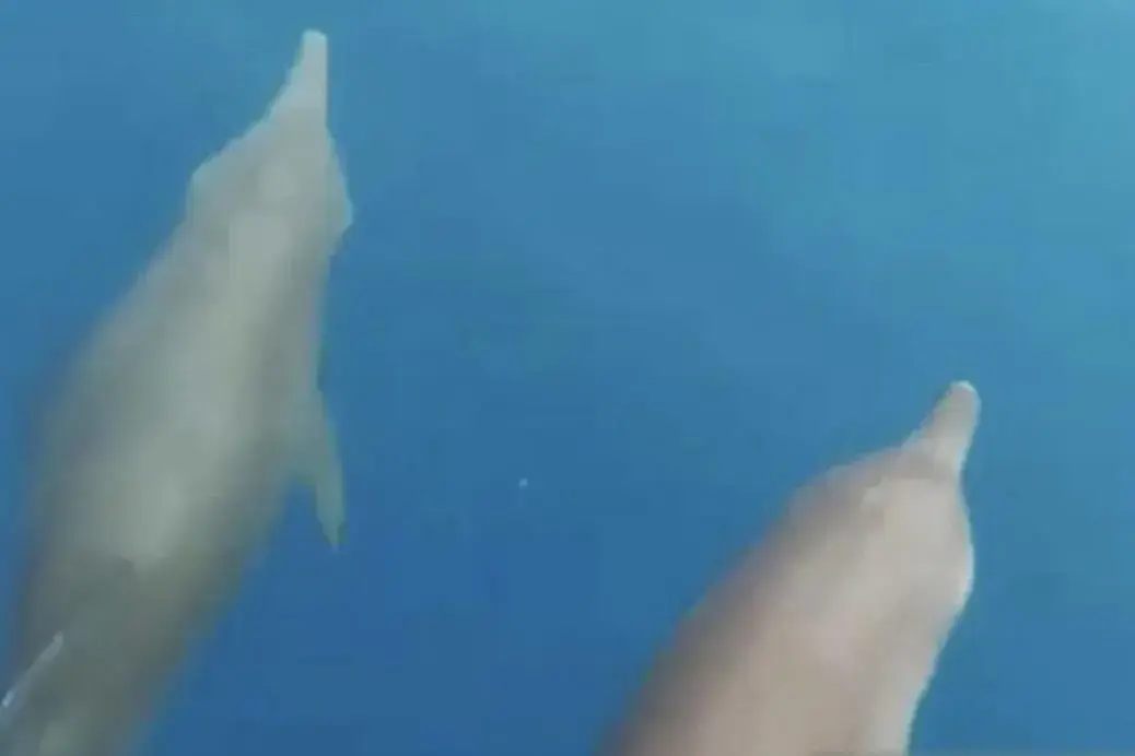 dolphins-at-pramuka-island-indicate-improved-marine-health