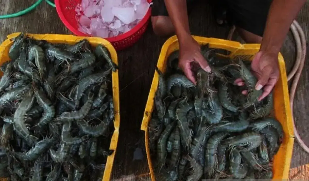 indonesia-continues-shrimp-exports-to-us-despite-stricter-import-rules