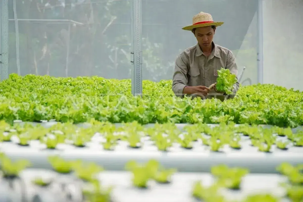 27000-young-people-works-as-farmers-with-earning-up-to-idr-20-million-per-month-agriculture-minister