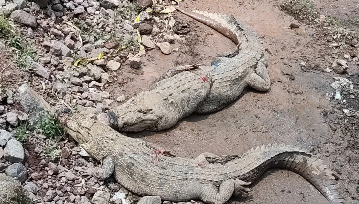 three-escaped-crocodiles-from-cianjur-conservation-facility-recaptured