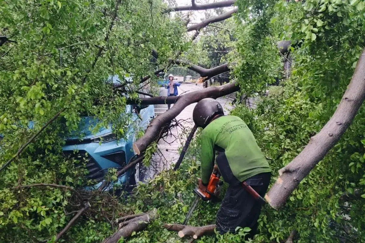 falling-tree-crushes-two-taxis-in-central-jakarta-no-casualties-reported