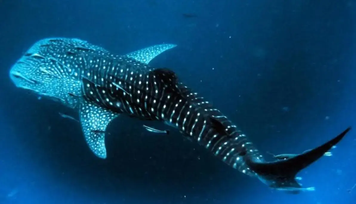 scientists-confirm-discovery-of-newborn-whale-shark-in-saleh-bay
