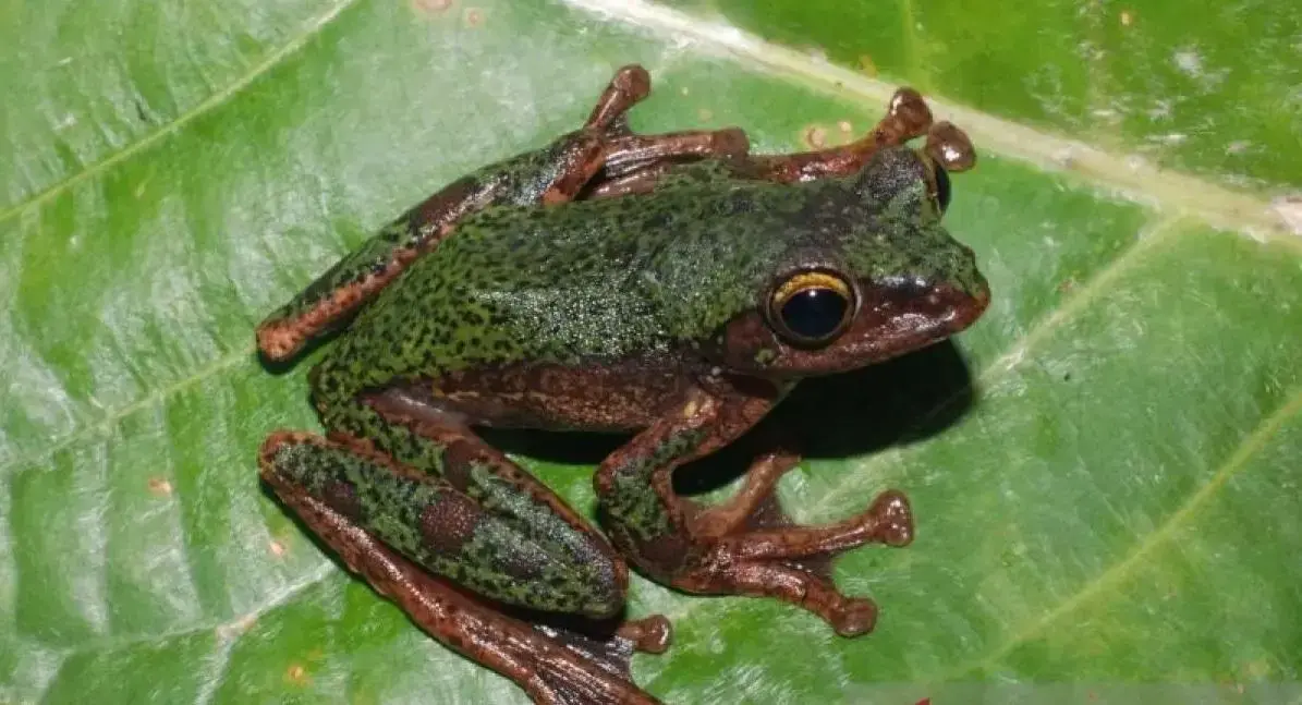 new-tree-frog-species-discovered-in-sulawesi-by-brin