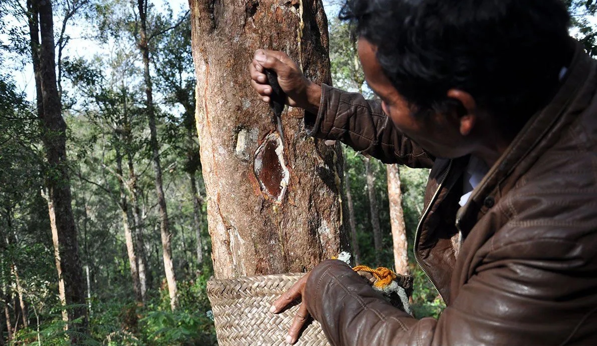 luhut-pandjaitan-denies-claims-of-ownership-in-toba-pulp-lestari