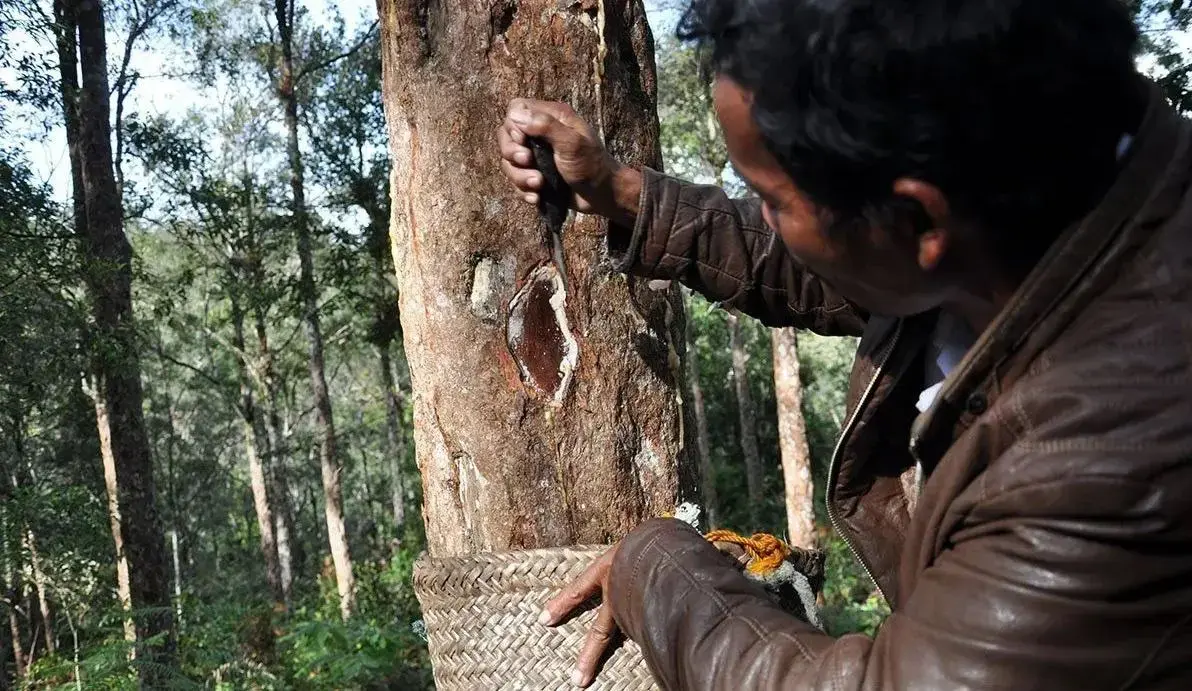 luhut-pandjaitan-denies-claims-of-ownership-in-toba-pulp-lestari