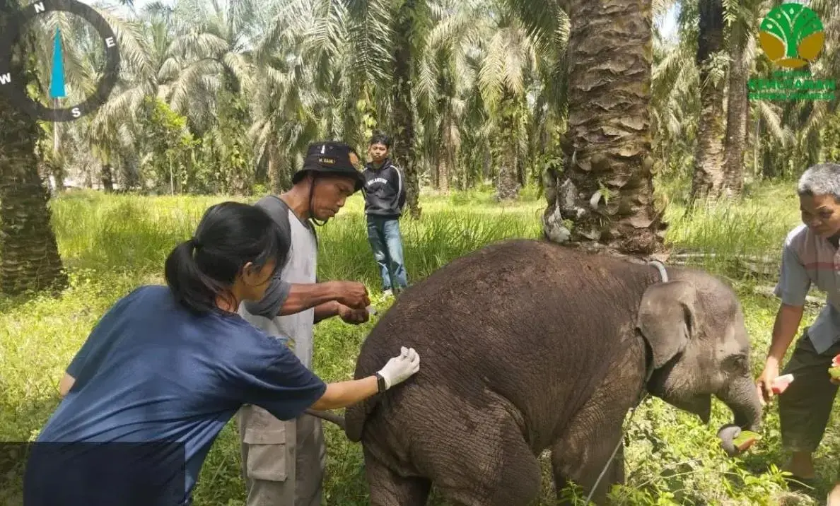 baby-elephant-laila-dies-mysteriously-in-riau-conservation-center