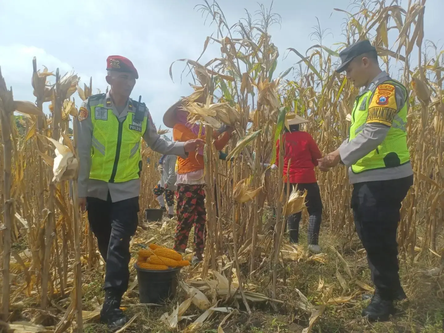 police-military-and-farmers-harvest-corn-together-in-kedungadem