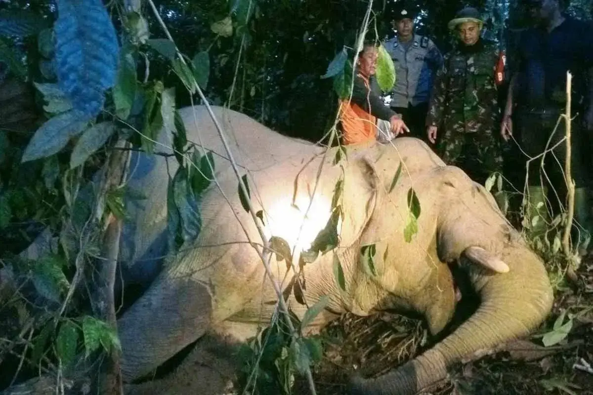 tragedy-in-aceh-sumatran-elephant-found-dead-suspected-poisoning