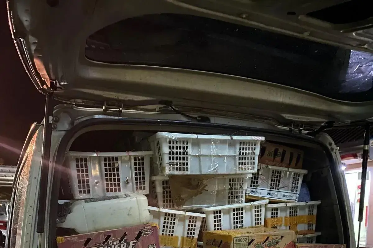 bksda-and-lampung-police-seize-4354-illegal-birds-on-lampung-highway