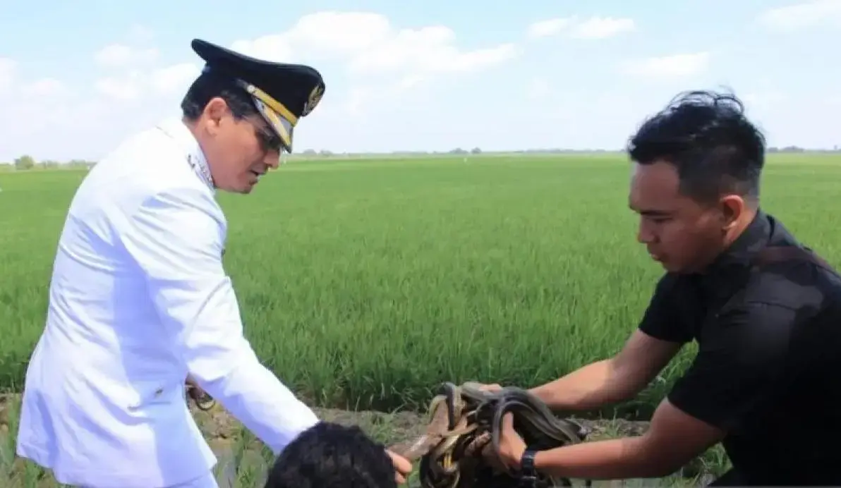 indramayu-regent-plans-to-release-10000-snakes-into-rice-fields-to-fight-rats