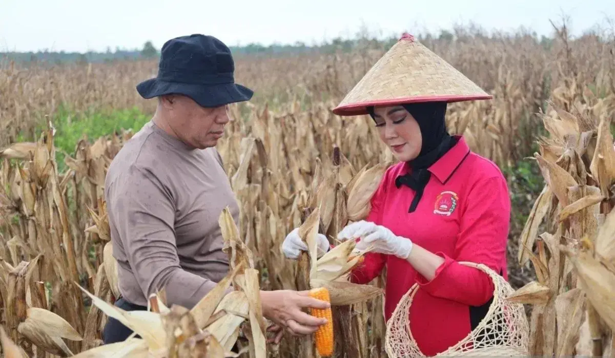 south-kalimantan-selatan-aims-to-harvest-9-tons-of-corn-on-swamp-land