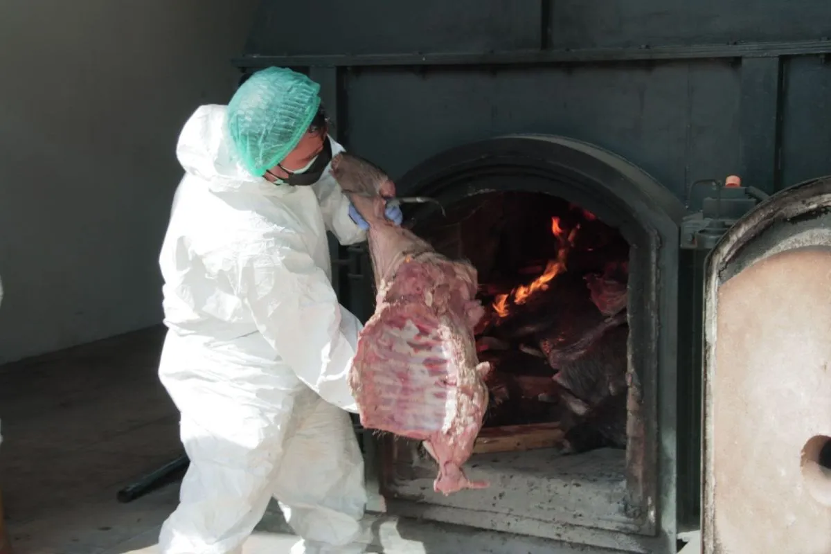 barantin-destroys-29-tons-of-illegal-wild-boar-meat-in-cilegon