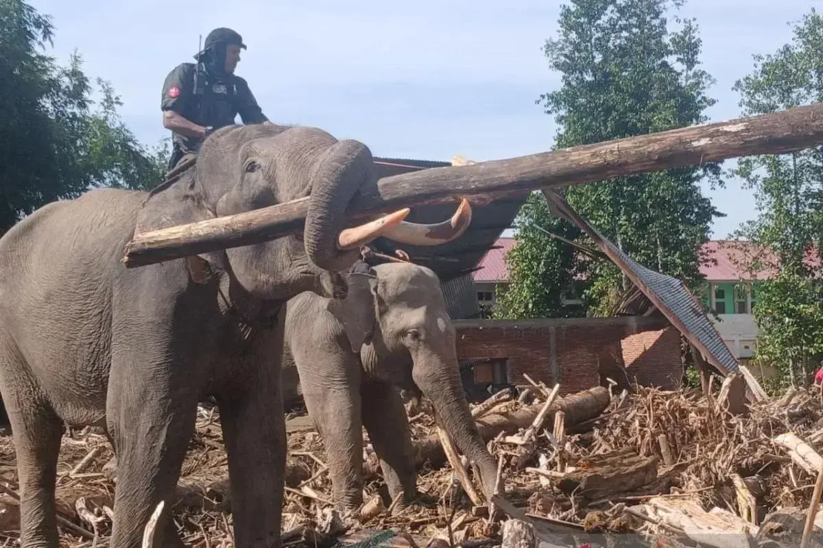 aceh-deploys-four-trained-elephants-to-clear-debris-after-flash-floods