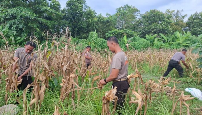 realizing-food-security-program-central-kalimantan-regional-police-harvest-corn