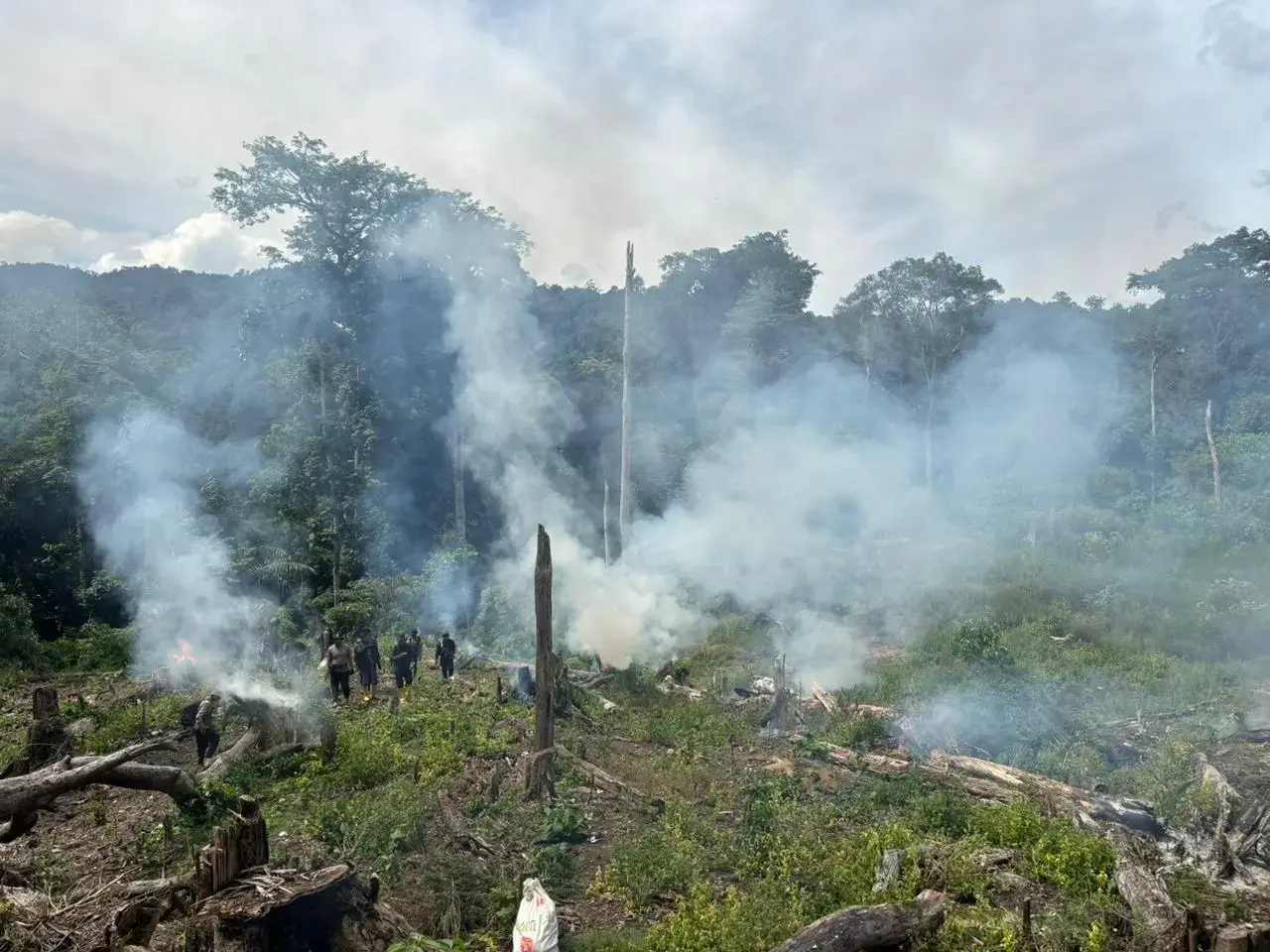 police-found-25-hectares-of-marijuana-field-in-nagan-raya-regency-aceh