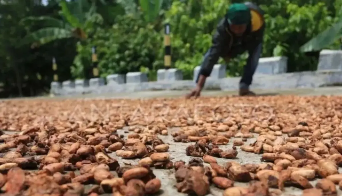 rising-global-supply-drives-cocoa-bean-prices-lower-trade-minister