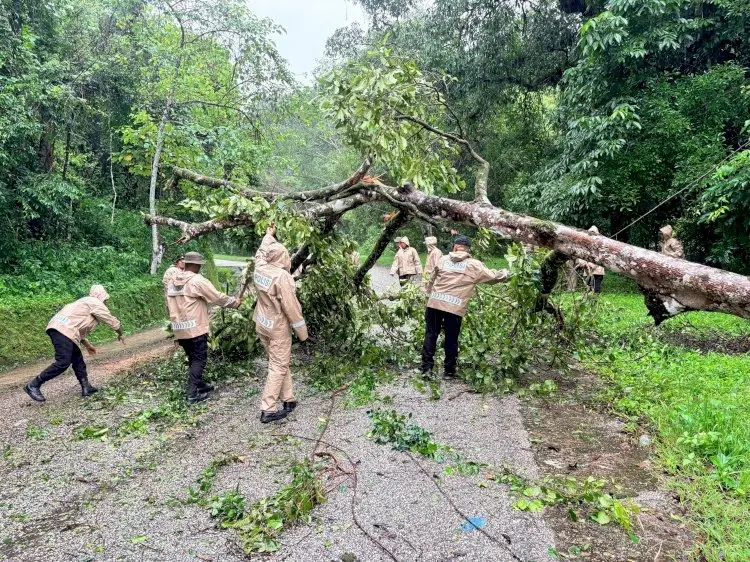 police-moved-quickly-in-evacuating-the-fallen-tree-at-tanadaro-national-park-area