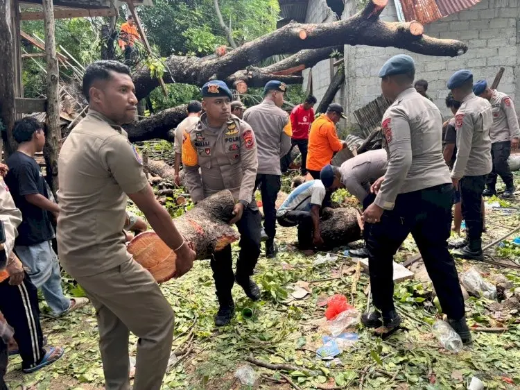 Tree Fell to Two Homes in Belu Regency, Police Moved Quickly to Help