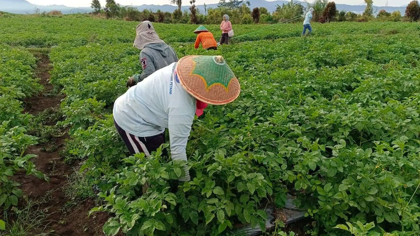 downstreaming-potatoes-plays-vital-role-in-transforming-and-adding-values-to-farmers
