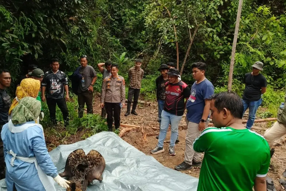forestry-ministry-summons-pt-rapp-executives-over-decapitated-elephant-in-riau