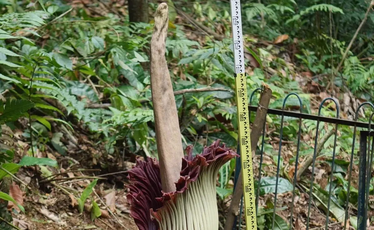 rare-giant-corpse-flower-blooms-in-bogor-botanical-gardens-after-12-year-wait